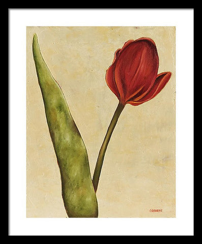 Red Tulip On Cream