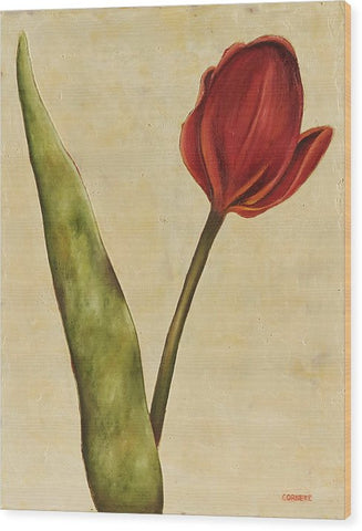 Red Tulip On Cream